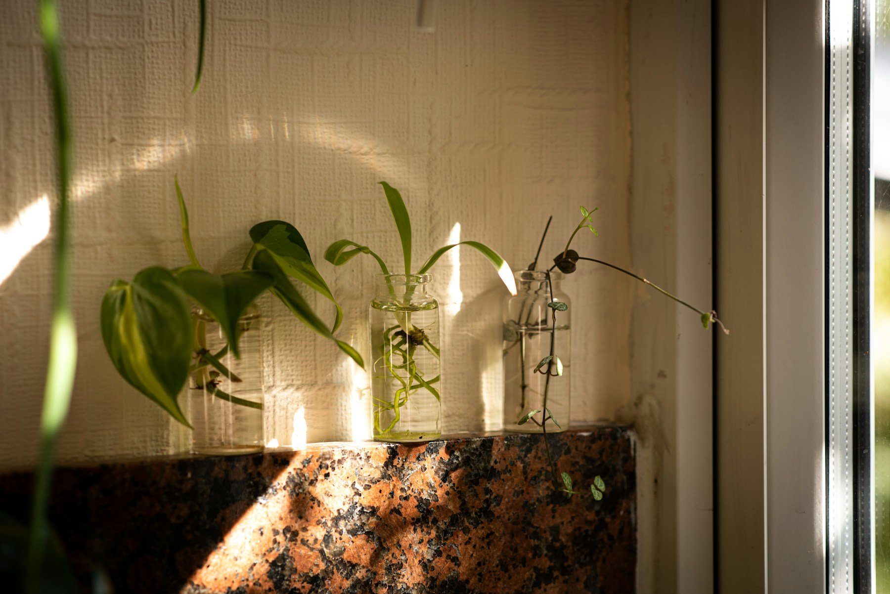 Three glass jars of houseplant cuttings rooting in water on a sunlit windowsill